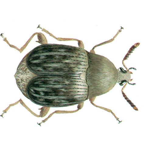 <strong>Common Bean Weevil (<em>Acanthoscelides obtectus</em>)</strong><br><br>
<strong>Biology: </strong> The pear-shaped common bean weevil grows to a length of up to 5 mm. It is brownish, with light grey lengthwise spots on the wings and green-yellow hairs on the upper side. The adult beetles fly well. The larvae bore into legume seeds (beans, peas, etc.) and pupate there. This beetle species is highly thermophilic.<br><br>
<strong>Damage: </strong> Besides beans, various legumes (peas, lentils, vetches, etc.) are infested by the common bean weevil. Damage results from hollowing out of seeds, inside of which the larvae, pupae and young weevils are found. The seeds show circular exit holes when the beetles have left them.