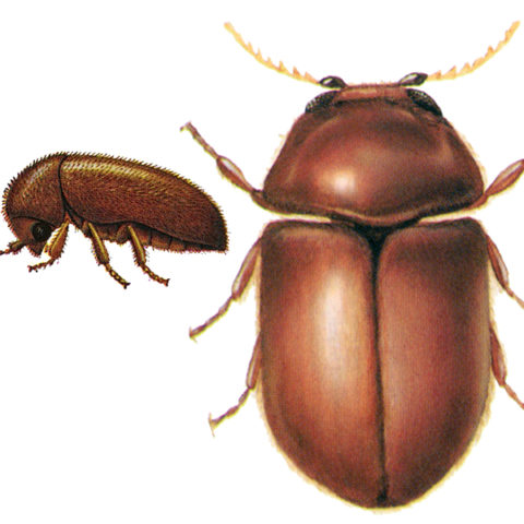 <strong>Cigarette Beetle (<em>Lasioderma serricorne</em>)</strong><br><br>
<strong>Biology</strong>:  These oval, brown-red beetles are 2 to 4 mm long. The head is characteristically hidden beneath the neck plate. The adult beetles do not feed, but the yellow-white, larvae, up to 4 mm long and covered with dense hair, cause feeding damage in stored plant products. They can also develop and reproduce on tobacco and tobacco products due to digestive symbionts that help them degrade and detoxify nicotine.
<br><br>
<strong>Damage</strong>:  The damage is cause primarily by larval feeding. Affected products include tobacco and tobacco products, as well as herbal drugs, dried fruit, cocoa, spices, etc.