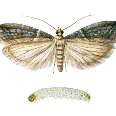 <strong>Cacao Moth (<em>Ephestia elutella</em>)</strong><br><br>
<strong>Biology:</strong>  The cacao moth inhabits Europe and extensive parts of North America. The adult has a wingspan of 16-20 mm. Its grey to brown-grey forewings are characterized by wavelike cross-patterns with dark edges. The habitus is largely the same as for the Indian meal moth. The cacao moth also occurs, however, in outdoor areas.
<br><br>
<strong>Damage:</strong>  Not only the habitus, but the preferred food of the cacao moth is very similar to that of the Indian meal moth, resulting in similar damage. The many names given to this moth (cacao moth, hay moth, tobacco moth) reflect the wide range of its diet, including grain products, nuts, sweets (a major pest in the sweets industry), as well as cocoa beans, tobacco and even hay and straw.
