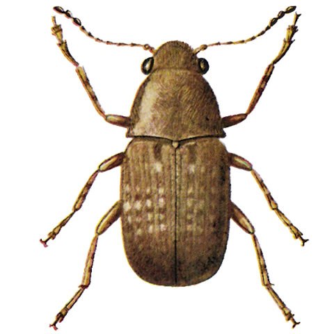 <strong>Coffee Bean Weevil</strong>
 <br><br>
<strong>Appearance:</strong> This compact beetle is 1.5-4 mm long, dark brown with light brown spots and long antennae. The footless, slim larva is curved and hairy and grows to a length of 5-6 mm.
 <br><br>
<strong>Life History:</strong> The beetle flies to fields and lays its eggs on damaged cobs. Larvae bore into coffee beans in which they pupate. 
 <br><br> 
<strong>Distribution:</strong> Is found in coastal countries of the tropics and subtropics. 
  <br><br>
<strong>Damage: </strong>Mainly to corn, cocoa, coffee beans, dried fruits, nutmegs, ginger, etc., in tropical stores. Is transported to the temperate zones in cocoa and coffee beans but generally does not survive there.
