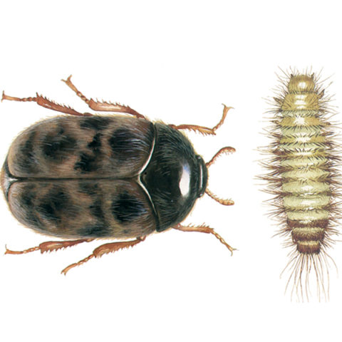 <strong>Khapra Beetle (<em>Trogoderma granarium</em>)</strong><br><br>
<strong>Biology: </strong> The Khapra beetle has an oval form and grows to a length of up to 3 mm, whereby the males are somewhat smaller than the females. The beetles are dark brown, covered with fine hairs and have pale yellow and reddish brown bands across the wing cases. The typically hairy larvae are yellow-brown and can be up to 5 mm long. A group of setae emerge from the posterior end of the larva. The animals are highly thermophilic, but they can also lapse into a state of rest or torpor (diapause) to survive unfavorable conditions in the long run. The adult beetles do not feed, but the larvae have a very broad nutritional spectrum and live on all kinds of plant and animal products.<br><br>
<strong>Damage:</strong>  This beetle species is originally from India, has now been inadvertently imported into many countries and is one of the most dangerous quarantine pests of all. Damage to stored goods results from larval feeding. Their broad nutritional spectrum includes, among other things, cereal grains, grain
