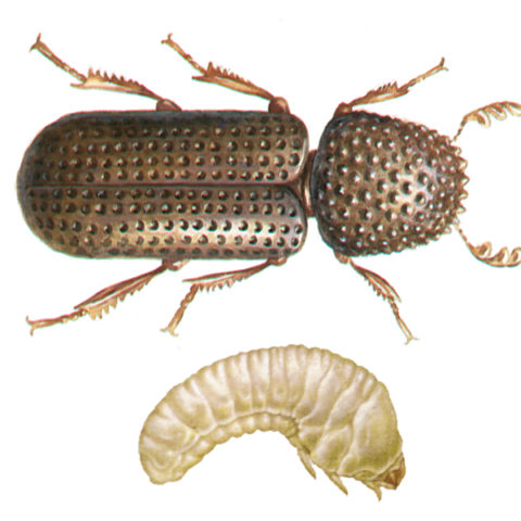 <strong>Lesser Grain Borer (<em>Rhizopertha dominica</em>)</strong><br><br>
<strong>Biology:</strong>  The neck plate of this approx. 3 mm long, dark brown to black beetle is drawn up over the head like a hood. The feelers, ending in a tripartite club, are visible. The females lay their eggs on cereal grains. Both larvae and beetle feed on grain, leaving irregular holes of differing size. Older larvae bore into the grains and pupate there. This beetle species is best adapted to warmer temperatures and was accidentally introduced here.<br><br>
<strong>Damage: </strong> The lesser grain borer causes damage by feeding on grain, grain products, baked goods, legumes, herbal drugs, etc. The nutrient substrate emits a honey-like odour when infested. These beetles can also damage packaging materials by boring into them.

