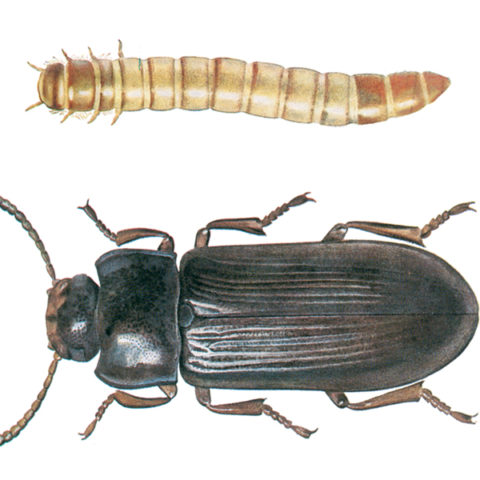 <strong>Mealworm Beetle (<em>Tenebrio molitor</em>)</strong><br><br>
<strong>Biology: </strong> The gleaming black-brown mealworm beetle is among the largest stored product pests with a body length of 13 to 18 mm. It occurs in bakeries, storehouses and flour mills, but also in human habitations, pigeon lofts and outdoors, especially in birds’ nests. The larvae grow to a length of 28 mm, are yellow-brown and are the “mealworms” used as feed for fish, reptiles and birds. Both larvae and beetles feed on flour and other grain products as well as many other products derived from animals and plants.<br><br>
<strong>Damage:</strong>  Larvae and beetles cause feeding damage and contamination damage to the affected products. The larvae also occasionally bore holes in rotten wood. With its long life cycle, this species does not generally tend to mass outbreaks, so that thorough cleaning and elimination of food residues should be sufficient to prevent a serious infestation.
